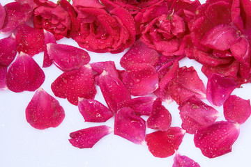 Petals of roses as the background
