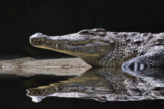Imágenes de Crocodylidae: descubre bancos de fotos, ilustraciones, vectores  y vídeos de 1,669 | Adobe Stock