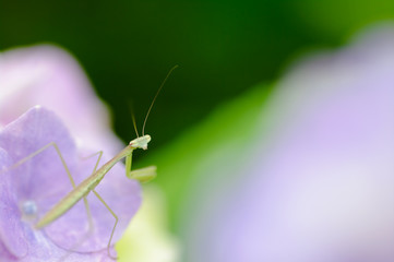 赤ちゃんカマキリ