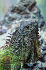 iguane