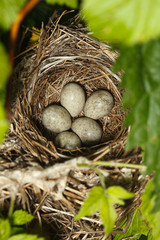 The nest of the Blyth's Reed Warbler , Acrocephalus dumetorum