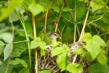 Blyth's Reed Warbler , Acrocephalus dumetorum