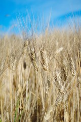 Closeup of a field of golden ripe wheat