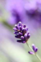 Obraz premium Lavendelblüte