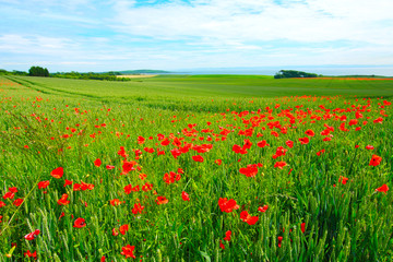 Field of poppies and wheat