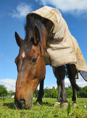 Grazing Horse