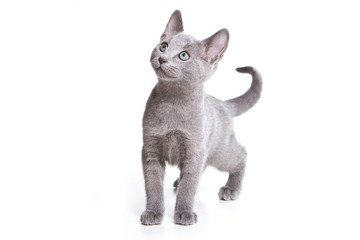 Russian blue kitten on white