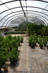 Naklejka premium vivaio piante