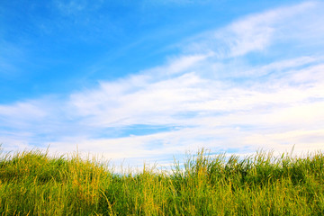 Obraz na płótnie Canvas Summer grass against blue sky