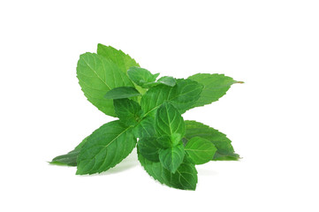 Branch of fresh mint