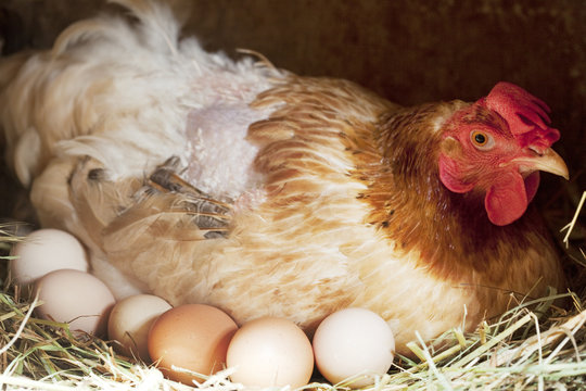 poule pondeuse