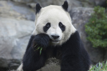 Obraz na płótnie Canvas Panda jeść