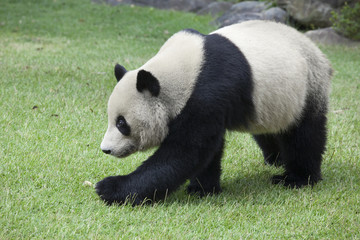 Fototapeta na wymiar Panda chodzić