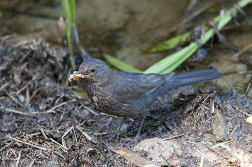 Naklejka na ściany i meble blackbird