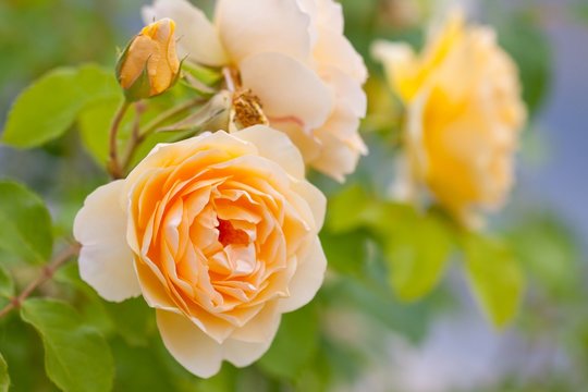 yellow romantic roses