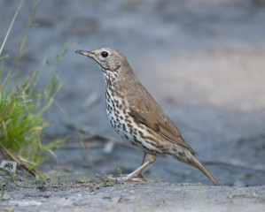 thrush