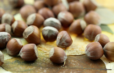 noisettes sur fond de feuilles sèches d'automne