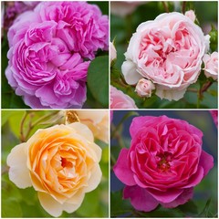 collection of garden roses