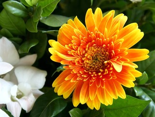 Yellow and Orange Daisy Flower