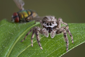 Spider with dead fly