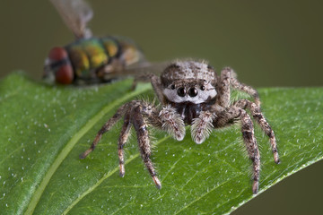 Spider with dead fly
