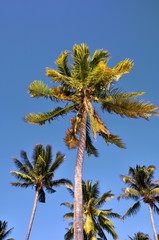 Fototapeta premium cocotiers