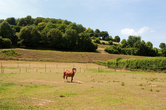 Horse in Dutch landscape