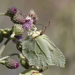 butterfly close-up