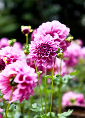 Obraz premium Flowers of Northern Thailand