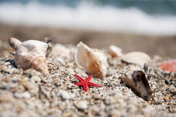Shells on the beach