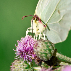 butterfly nahrungs aufnahme