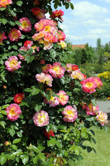 Rosen_d2262