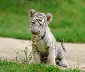 Fototapeta premium 2 month baby white tiger
