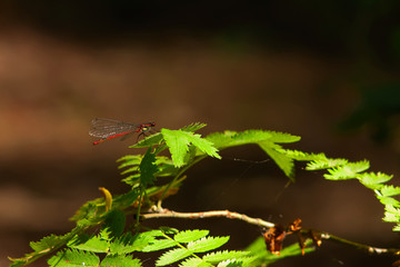 Red dragonfly on a leaf