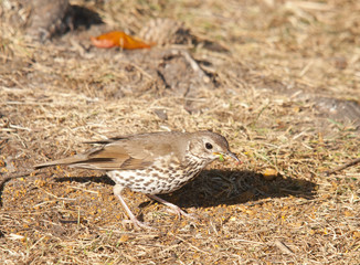 thrush