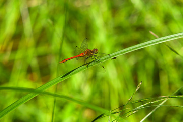 Red dragonfly on a grass stem