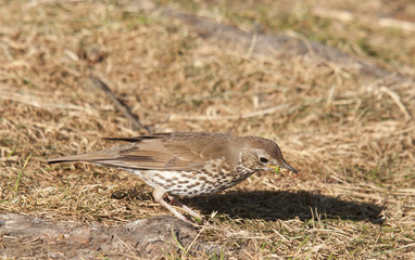 thrush