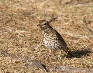 thrush