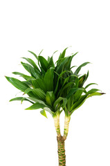 Dracaena plant isolated on the white background