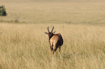 Topi (Damaliscus korrigum) at Masai Mara, Kenya
