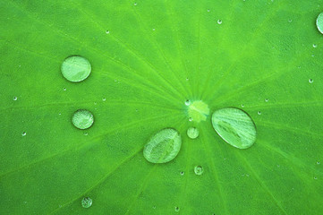 Waterdrop on lotus leaf