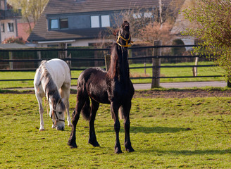 Neighing young black horse