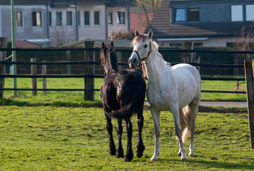 Whte horse and black foal