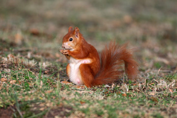 Eichhörnchen © Sven Grundmann