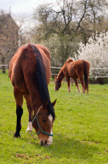 Fototapeta premium Two grazing red horses