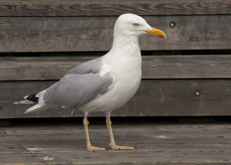 Herring Gull