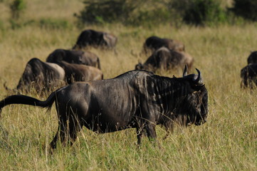 Wildebeest at Masai Mara, Kenya
