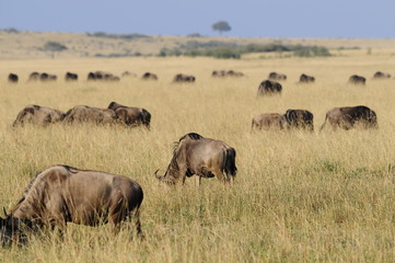 Fototapeta na wymiar Wildebeest at Masai Mara, Kenya