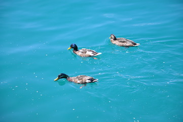 Lago en el Parque Nacional de Triglav, Eslovenia.