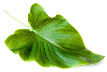 Fototapeta premium green leaf isolated on white background